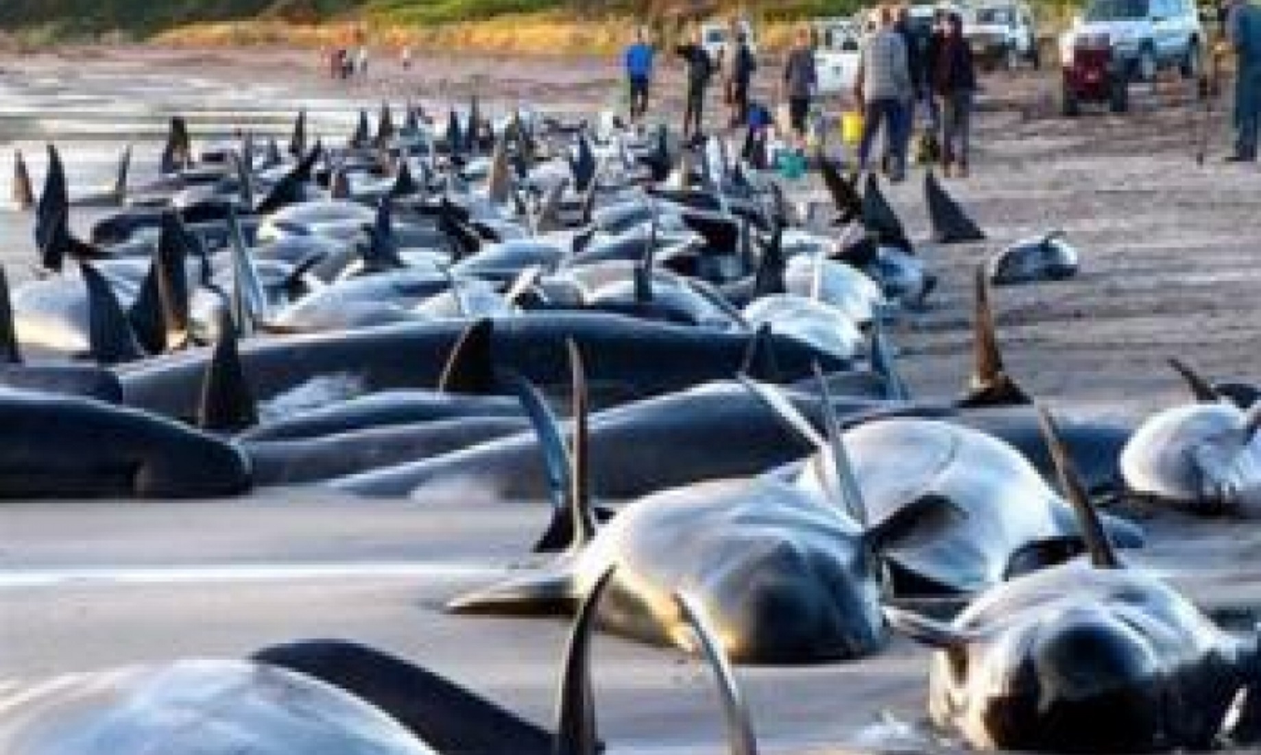 Australia’s Largest Mass Beaching Event Provides Crucial Data On Whale Behaviour