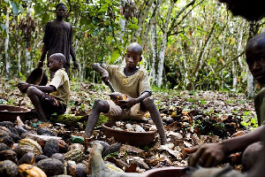 Child labour rising in Ghana and Ivory Coast’s cocoa farms – US-funded study finds