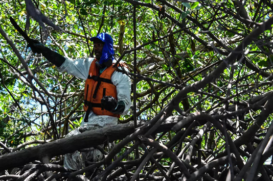 Brazil court blocks move to repeal mangrove protections