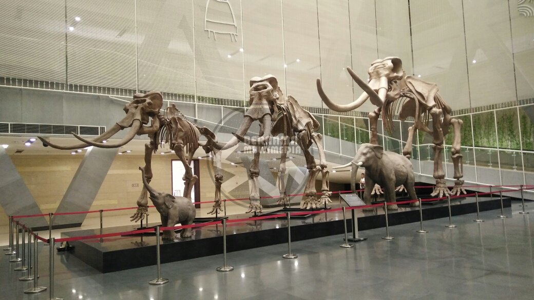 80,000-year-old fossil of Stegodon elephant found in Perak