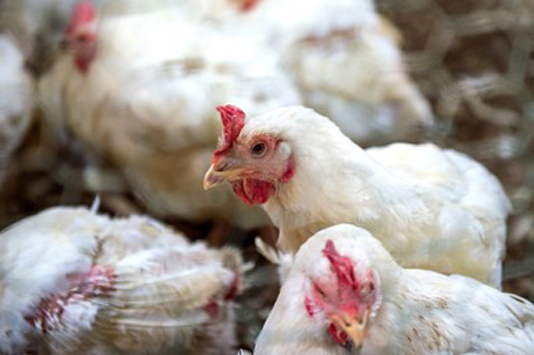 Norway to ban outdoor poultry after bird flu case