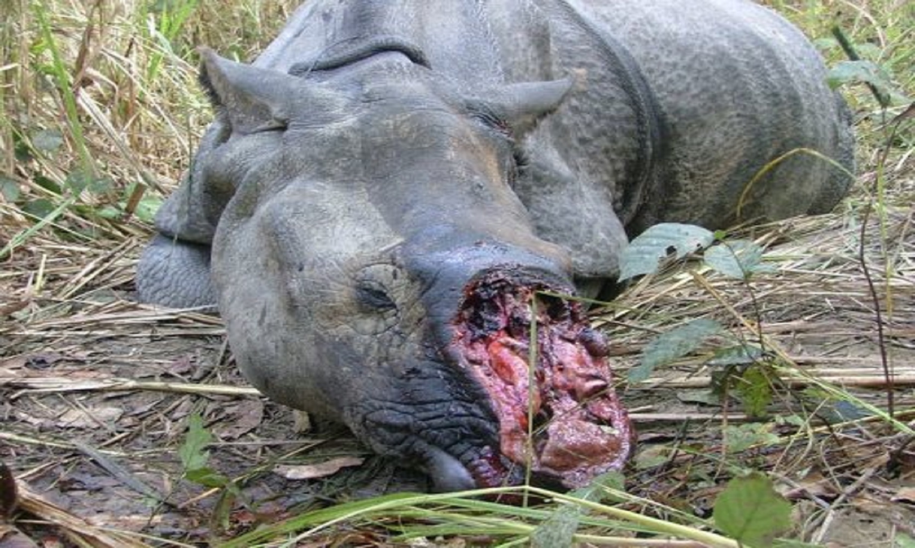 One More One-Horned Rhinoceros Dead In Nepal
