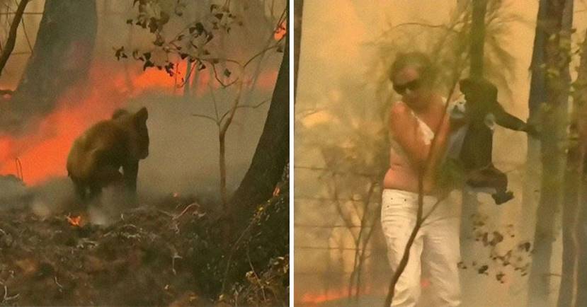More Than 60,000 Koalas Impacted By Devastating Bushfire In Australia