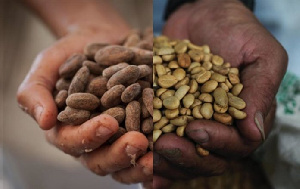 Dutch authorities seize huge cocaine haul hidden among coffee beans
