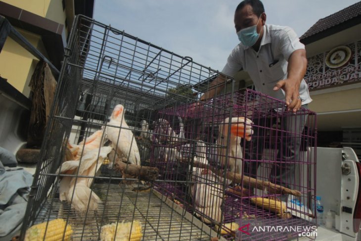Police Foil Sale Of 24 Protected Animals In East Java