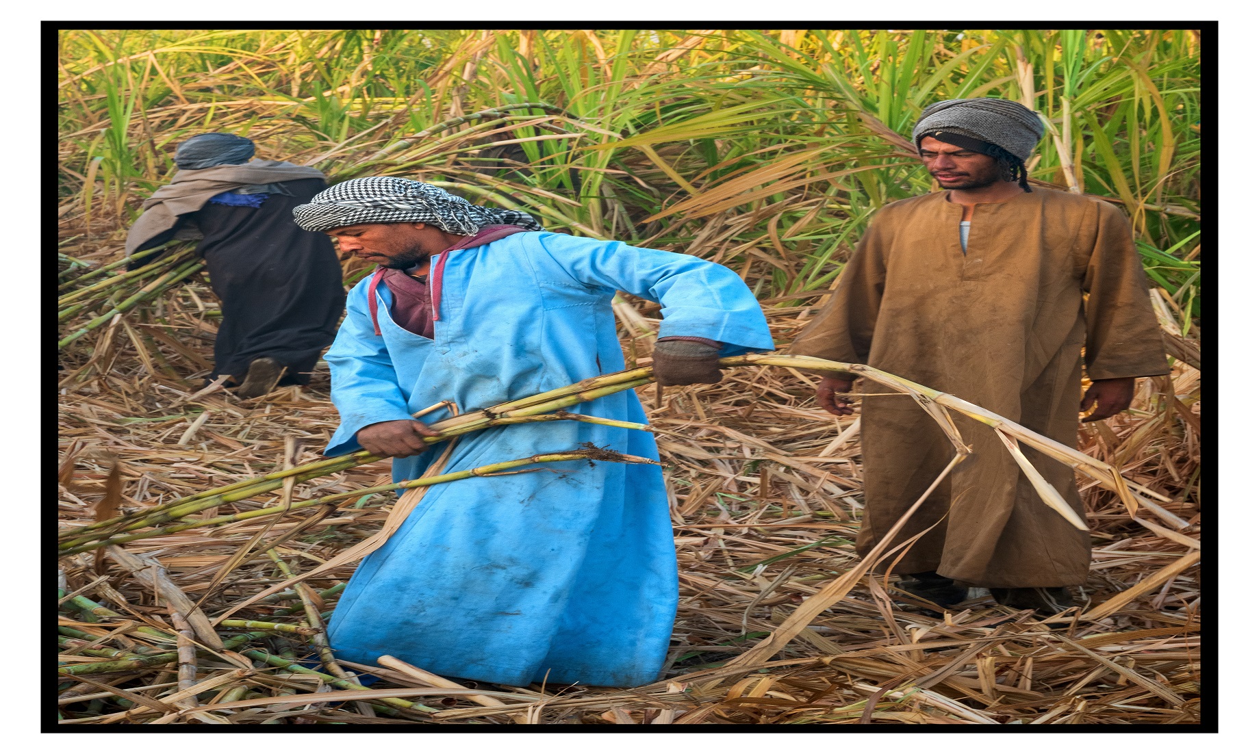 Upper Egyptian Farm Workers Eager For Sugarcane Harvest For Better Lives