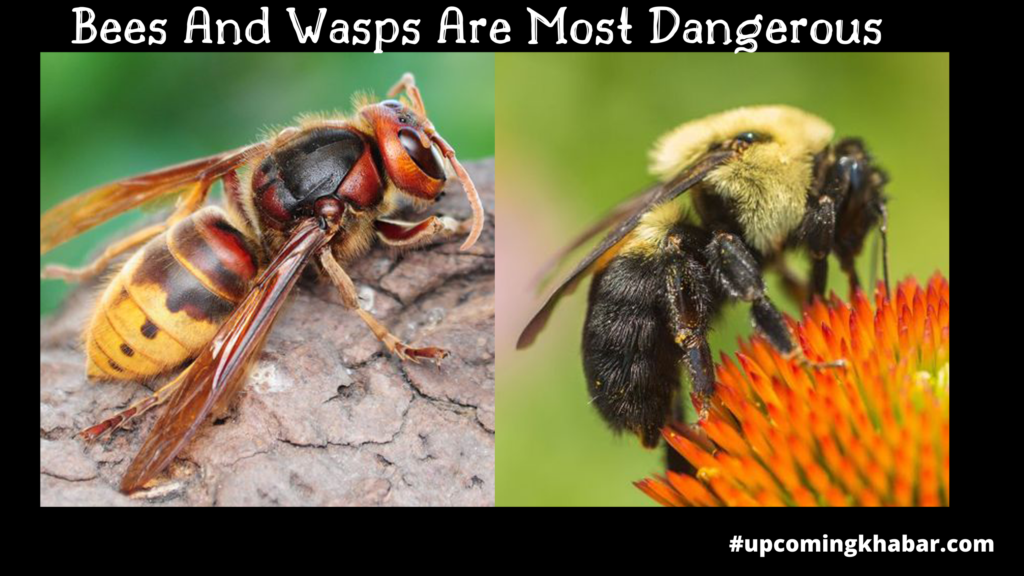 Bees Identified As Australia’s Most Dangerous Venomous Animals: Study