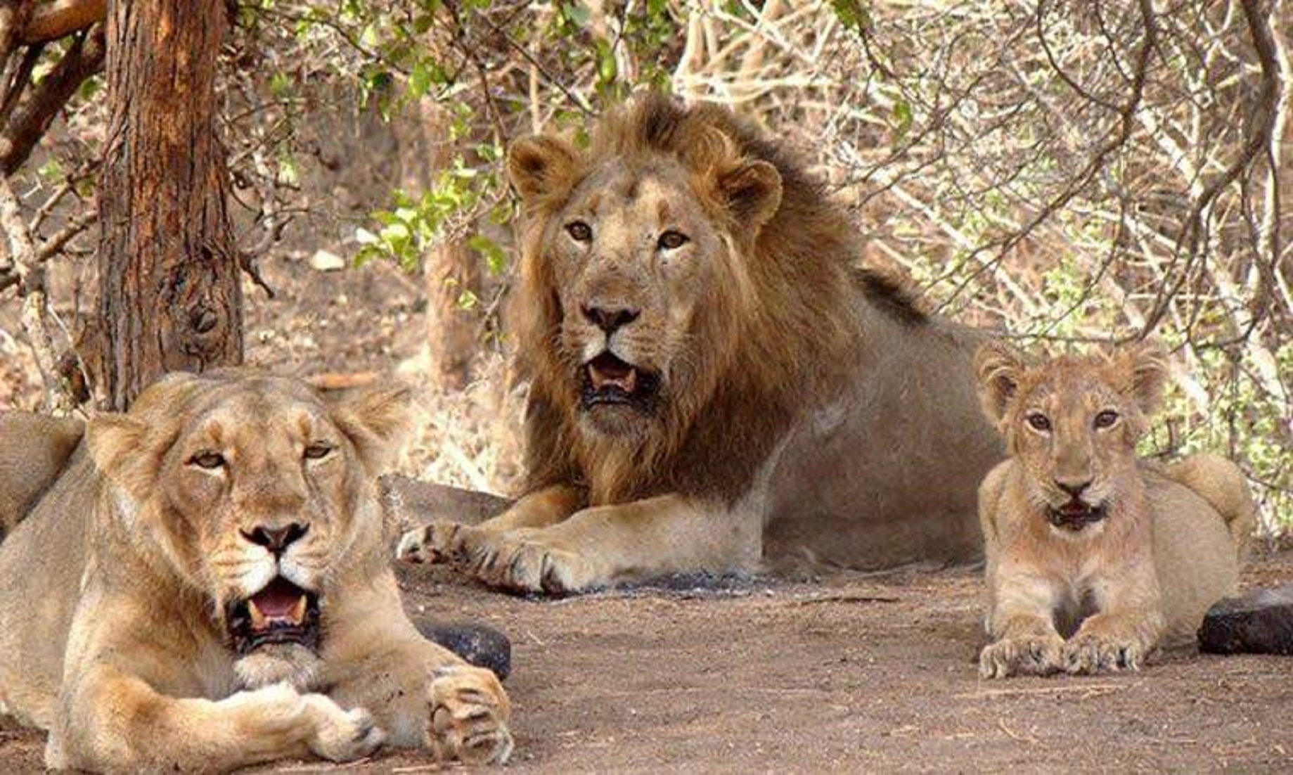 Eight Asiatic Lions Test Positive For COVID-19 In Indian Zoo