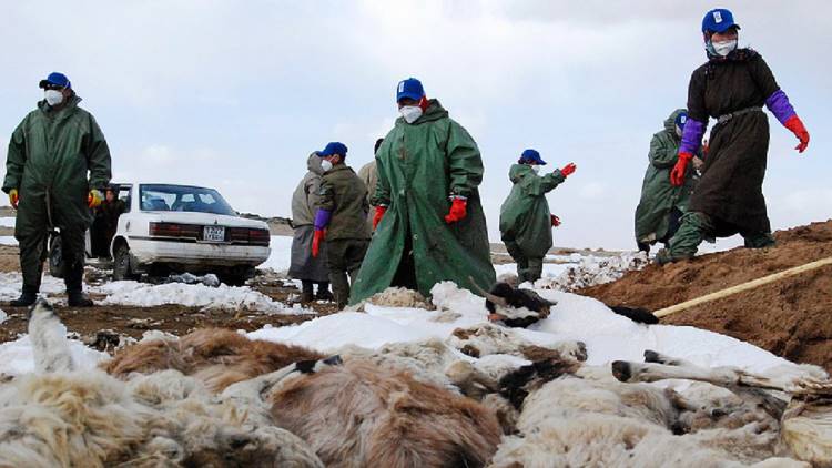 Snow Hits Mongolia’s Capital As Summer Nears
