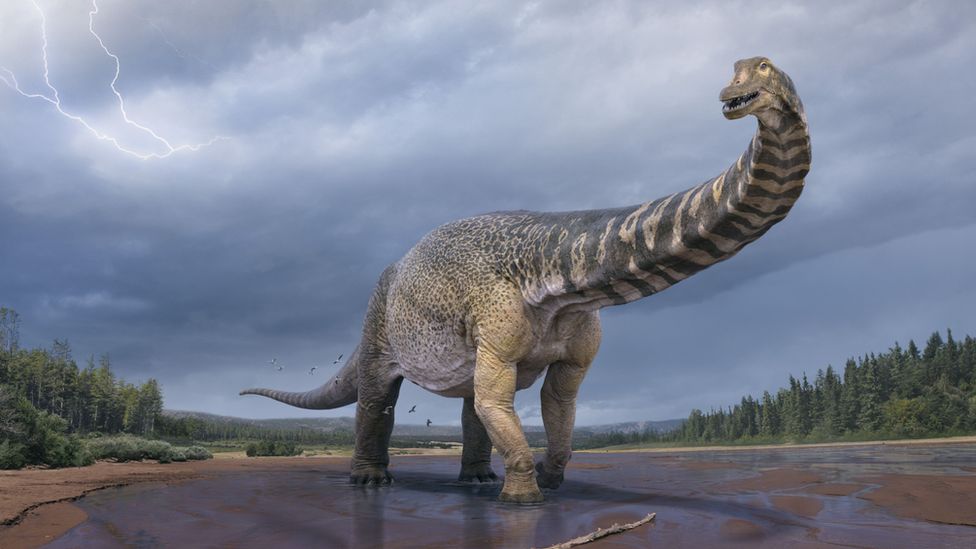 Largest Dinosaur Skeletal Confirmed To Be New Species Discovered In Australia