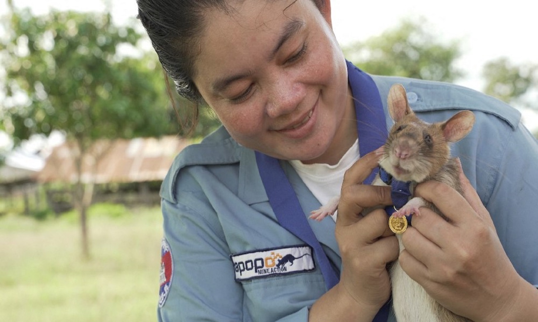 Award-Winning Rat Magawa Retires After Five Years Of Mine-Sniffing In Cambodia