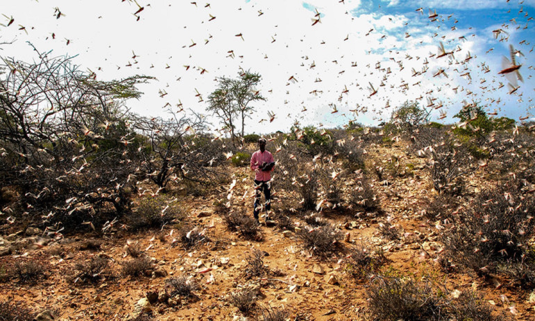 FAO Warns Renewed Desert Locust Infestation In Ethiopia, Somalia