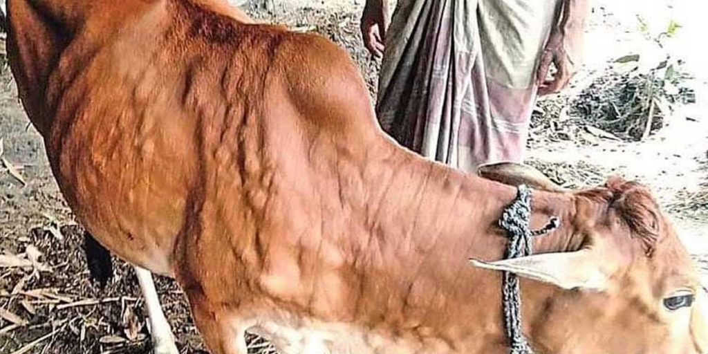 Lumpy Skin Disease In Cattle Detected In Laos
