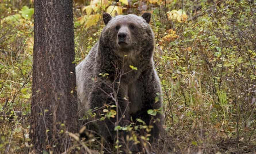 US: Grizzly bear attack kills woman at campsite in western Montana