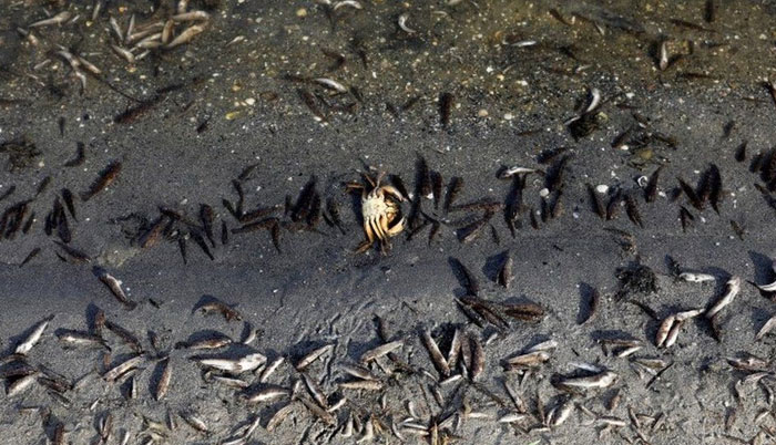 Mar Menor: Tonnes of dead fish wash up on Spanish Lagoon’s shores