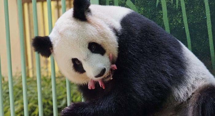 Panda loaned to France gives birth to twins: zoo