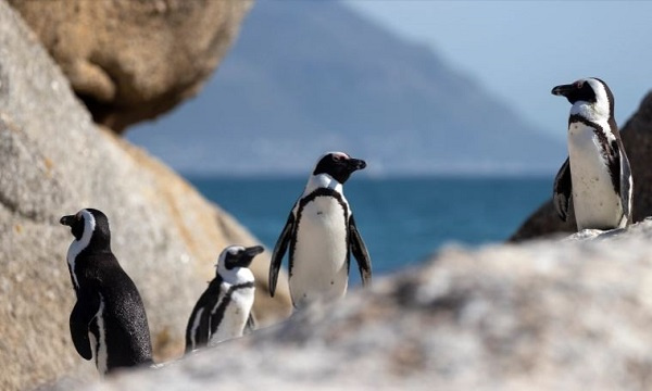 Dozens of endangered penguins killed by bees in South Africa