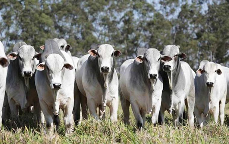 Brazil’s ‘mad cow’s case over; China willing to continue purchasing beef
