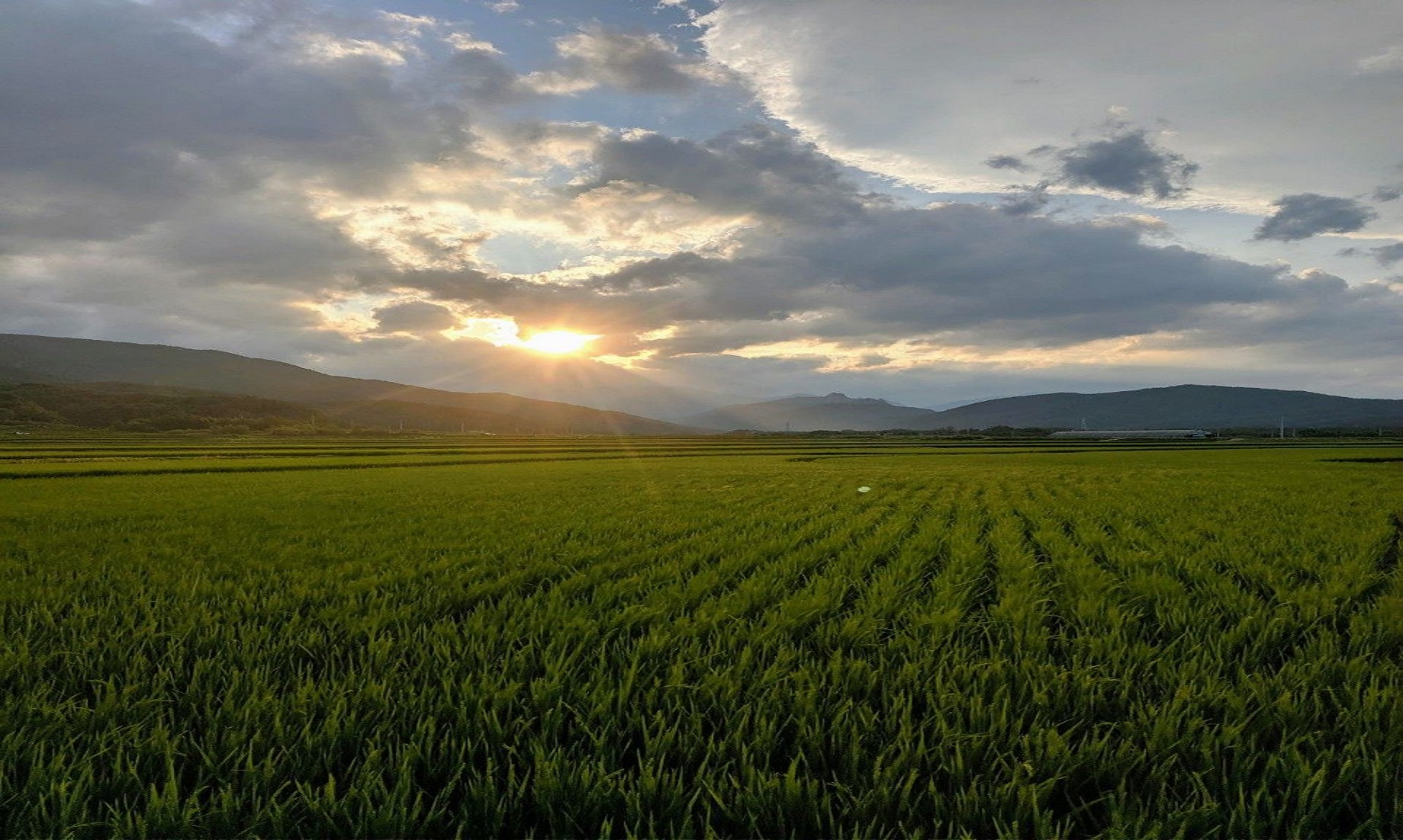 S.Korea’s Rice Production Estimated To Rise 9.1 Percent In 2021