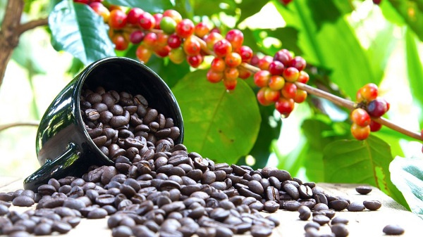 Uganda coffee in hot demand in Italy as exports climb to 30-year high