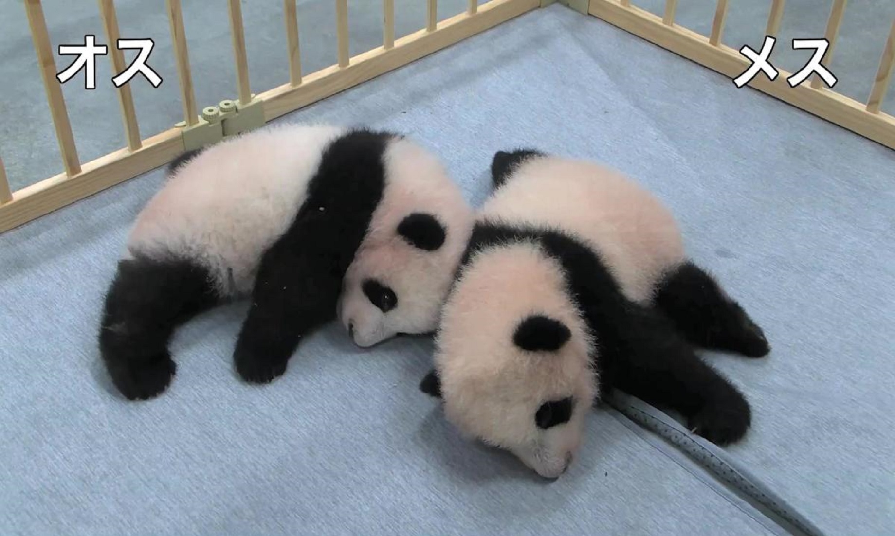 Twin Pandas Born In Tokyo Zoo Named Xiao Xiao, Lei Lei