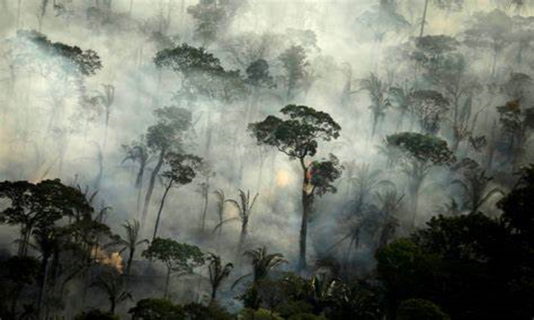 Ecuador Calls For Greater Int’l Cooperation To Protect Amazon Rainforest