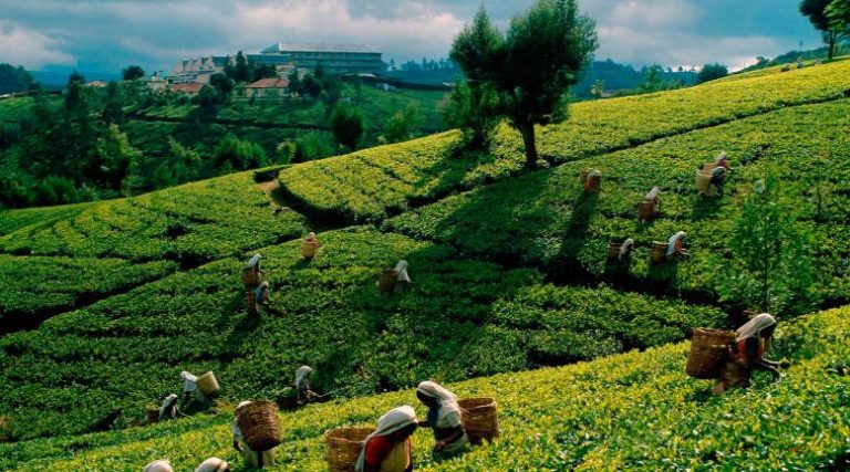 Sri Lanka To Provide Free Tea Saplings To Boost Tea Growth