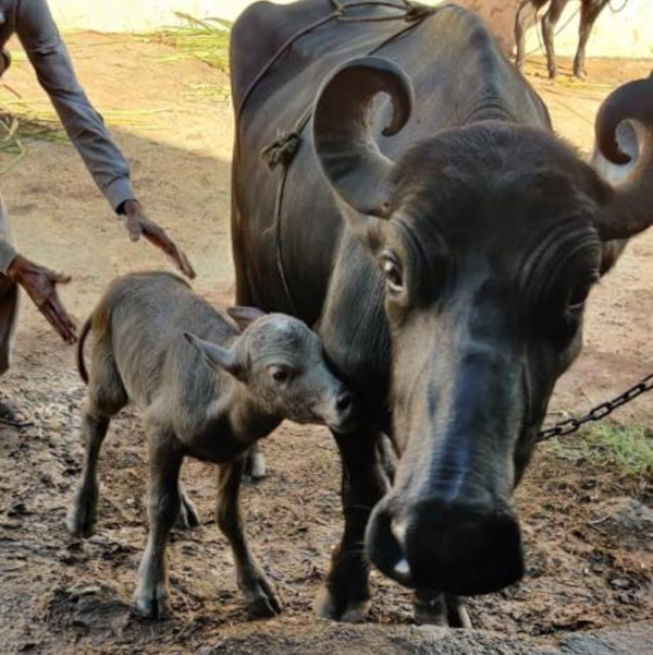India’s First Banni Buffalo Calf Born Through IVF