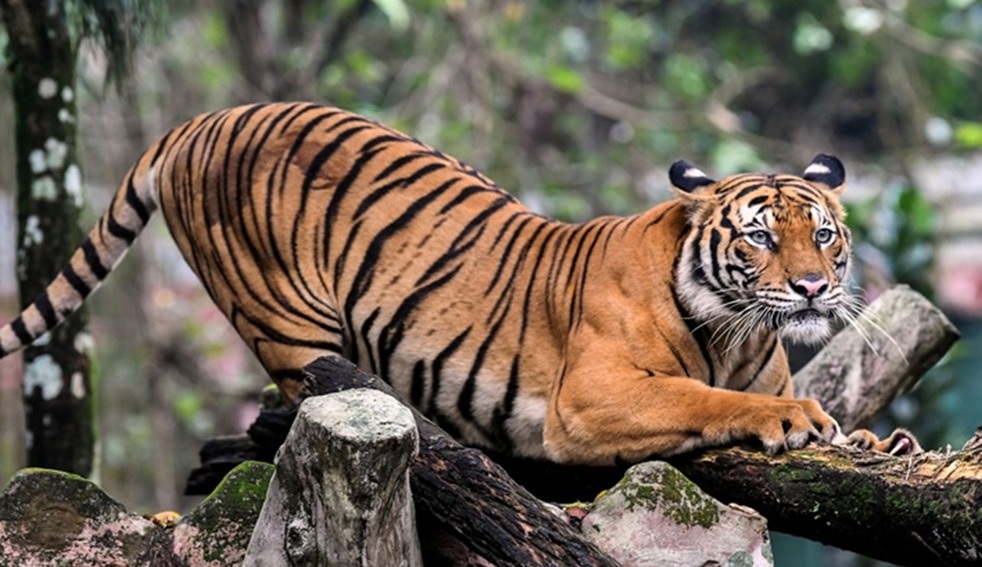 Malaysian Government Going All Out To Prevent Extinction Of Malayan Tiger