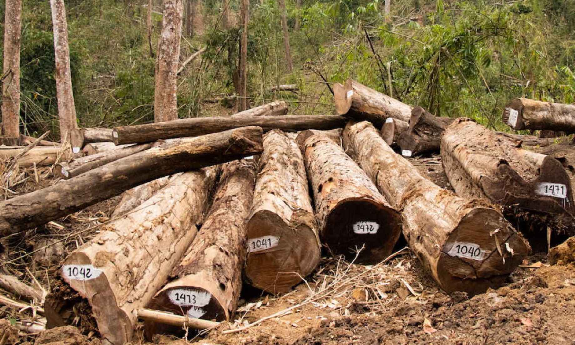 Myanmar Seizes Over 3,500 Tonnes Of Illegal Timber In 10 Months