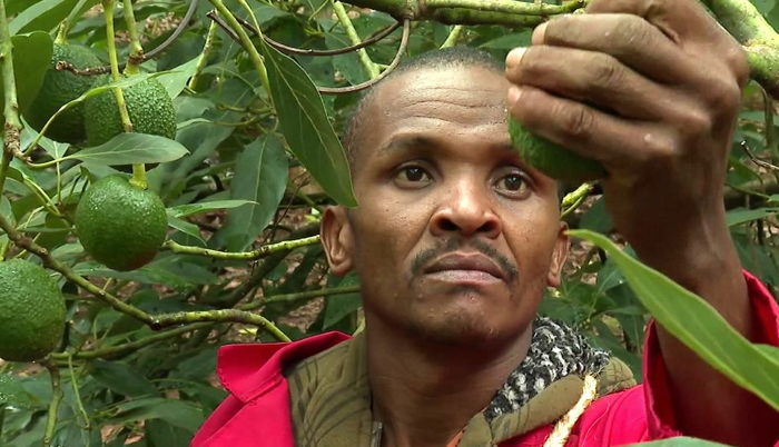 Kenyan vigilantes taking on Avocado gangs