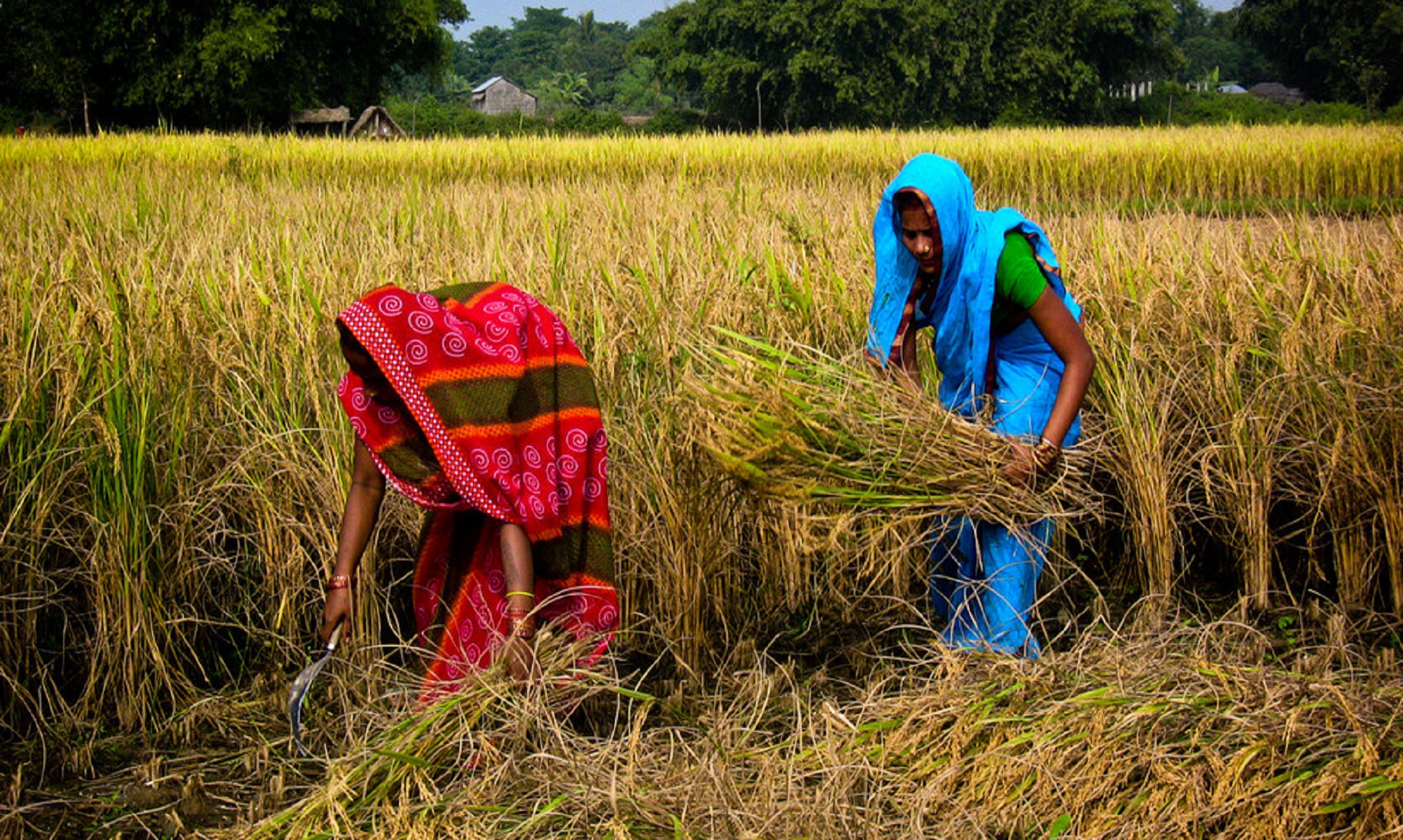 Nepal’s Padi Output Drops To Five-Year Low