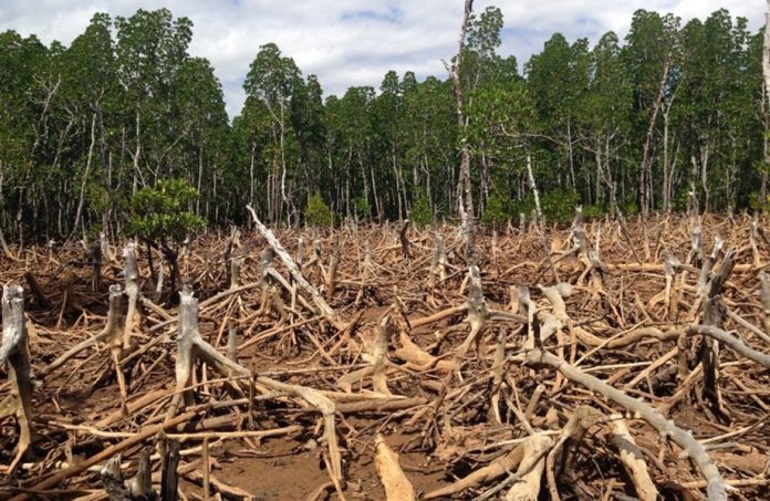 Brazil: Jump in deforestation of world’s most biodiverse savanna alarms scientists