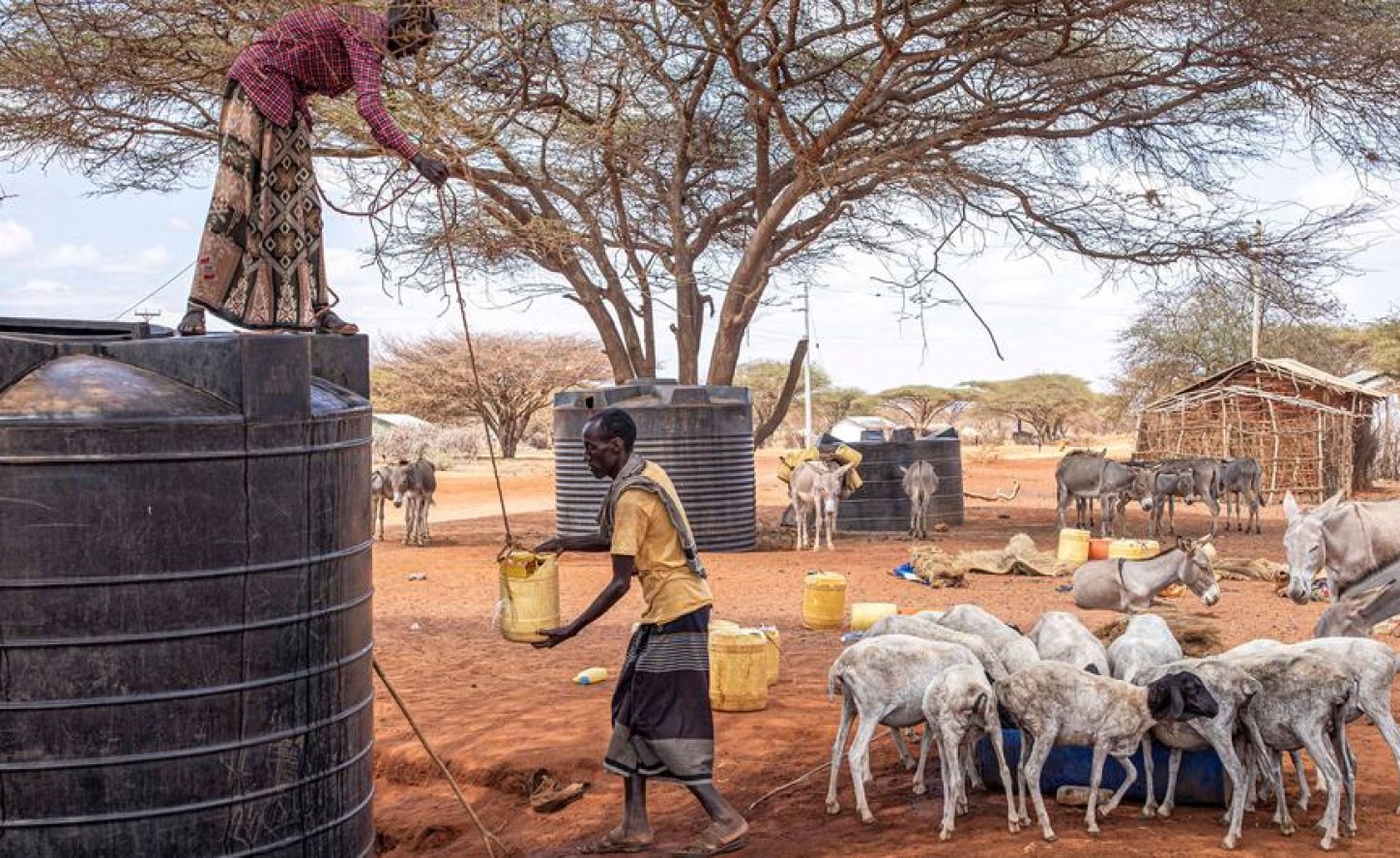 East Africa: FAO launches $138 million plan to avert hunger crisis in Horn of Africa