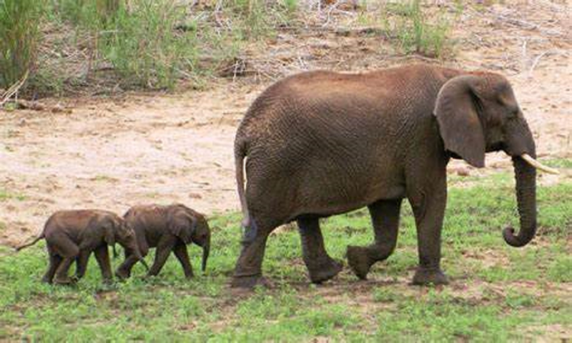 Sri Lanka Names Rare Twin Baby Elephants