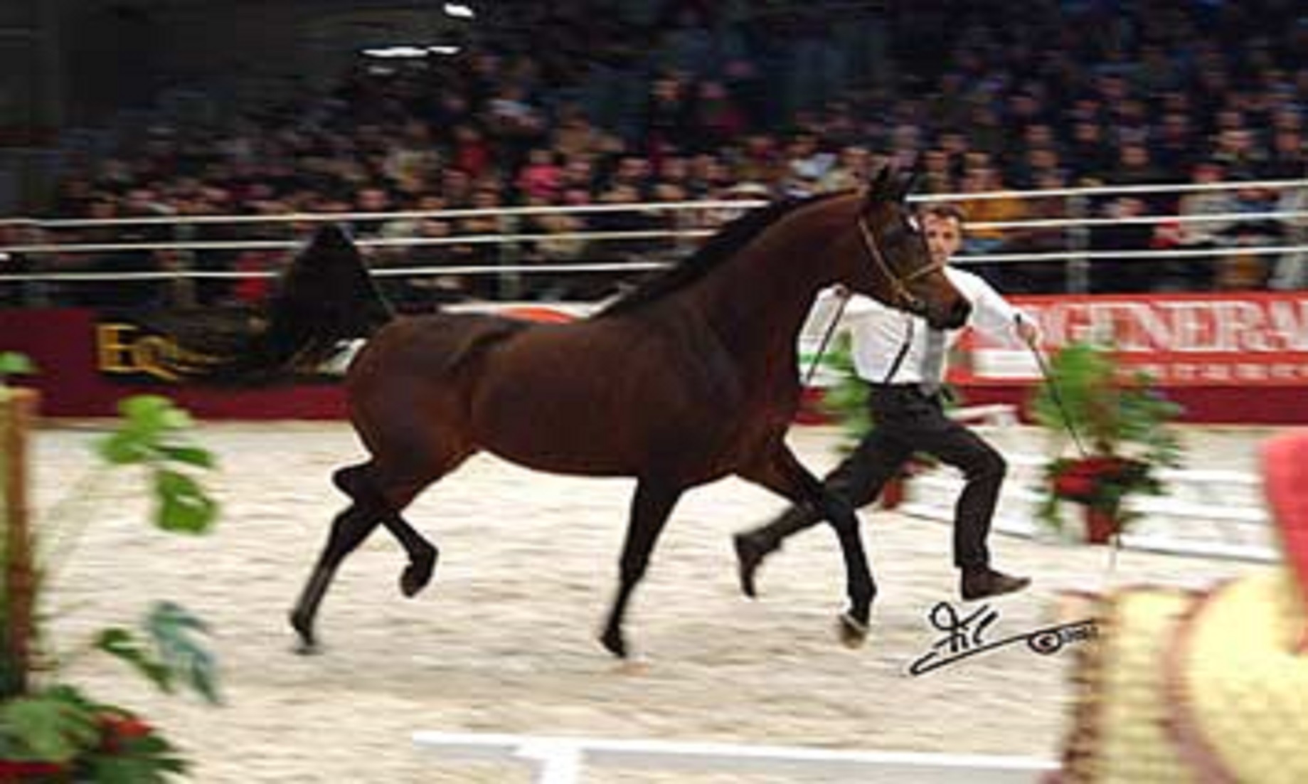 Feature: Egyptian Breeders Throw First Beauty Contest For Egyptian Arabian Horses