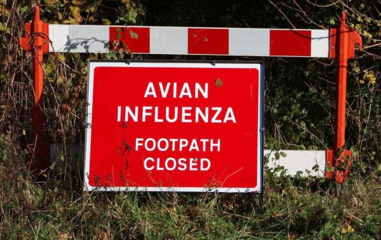 First fatal victim of bird flu reported in UK
