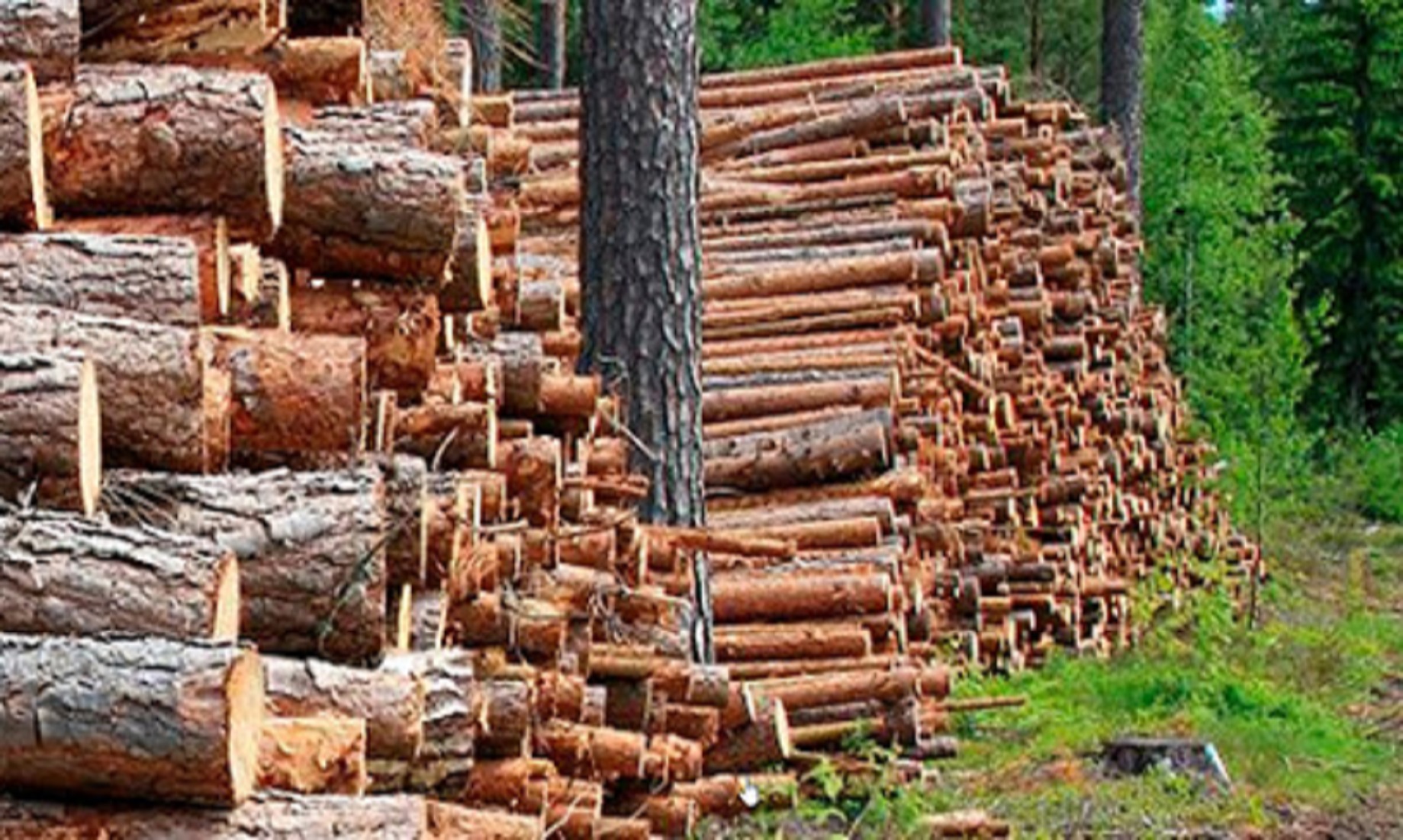 Finnish Forestry Giant UPM Reports Strong Result In 2021