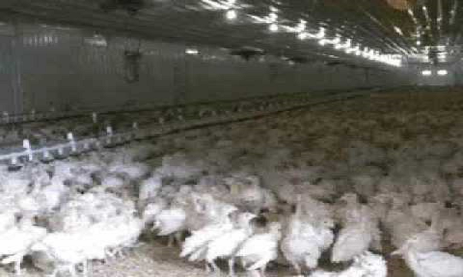 Israel Detects Bird Flu In Over 62,500 Turkeys