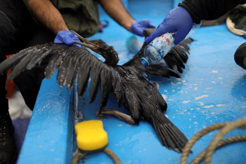 Peru races to save birds threatened by oil spill