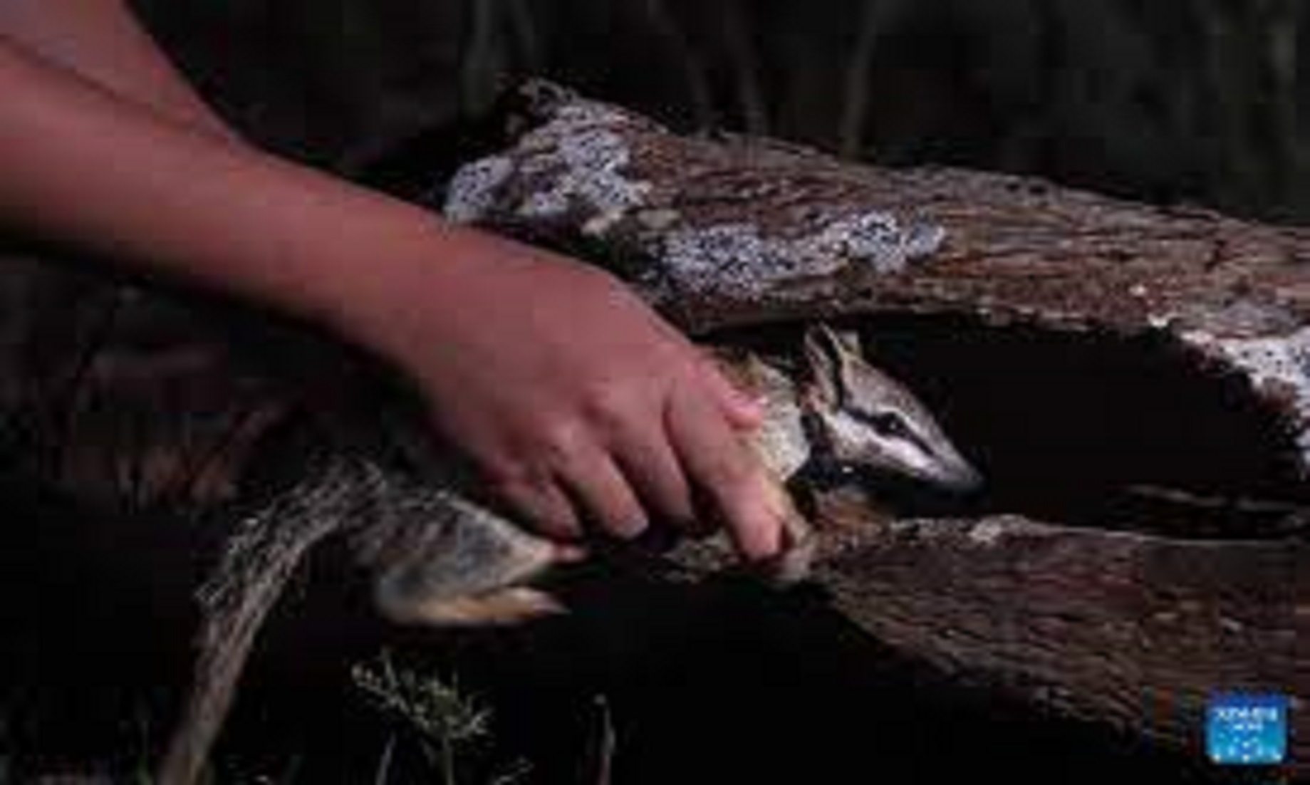 Rare Aussie Species To Flourish In New Home