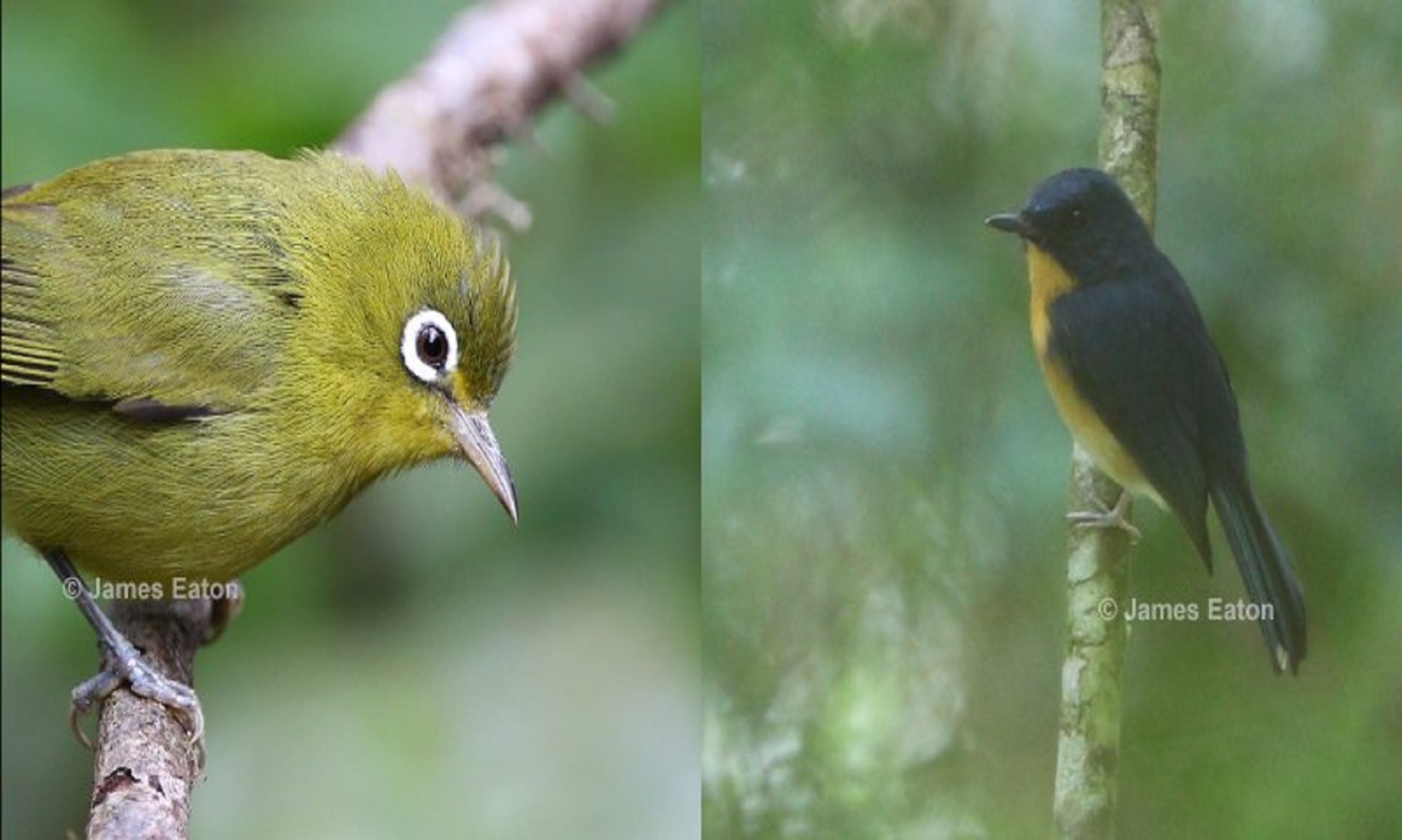 Two New Bird Species Identified On Indonesia’s Kalimantan Island