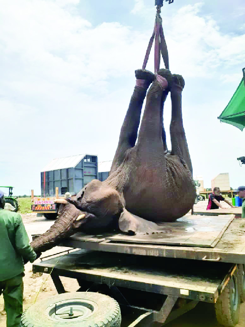 Namibia exports 22 elephants to UAE