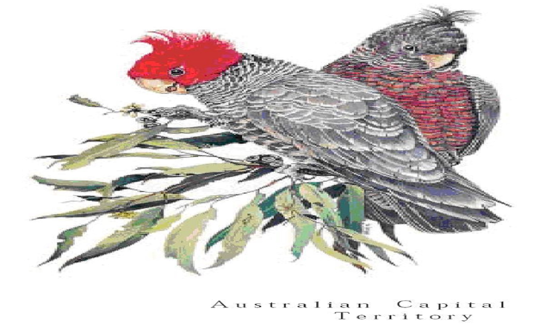 Australian Capital’s Faunal Emblem Listed As Endangered Species