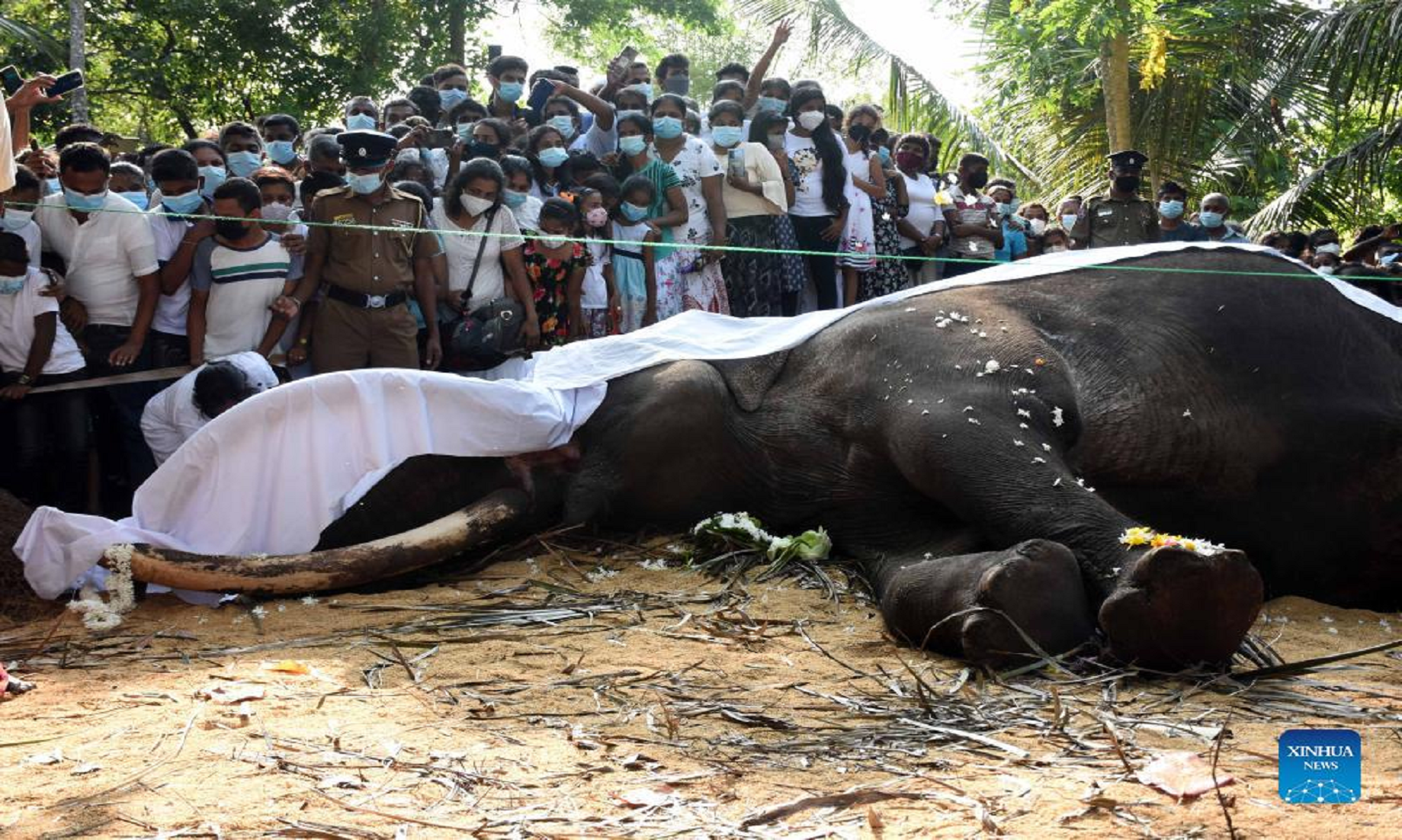 Sri Lanka Mourns Death Of Famous Indian Tusker