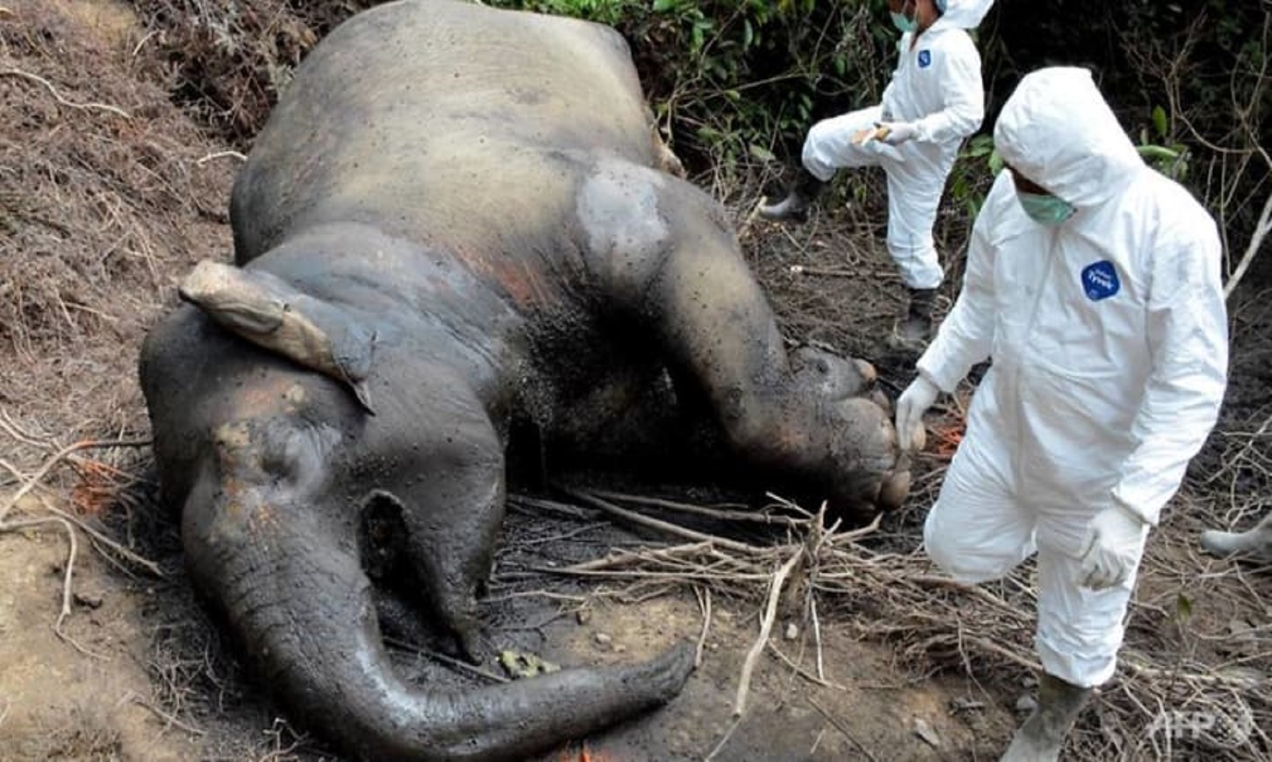Sumatran Elephant Dies In Aceh Due To Bacterial Infection