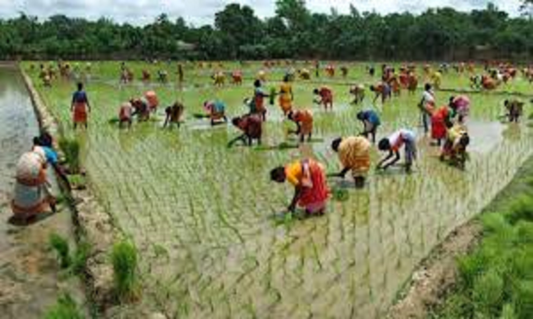 World Bank Supports Bangladesh Farmers Vulnerable To Climate Change