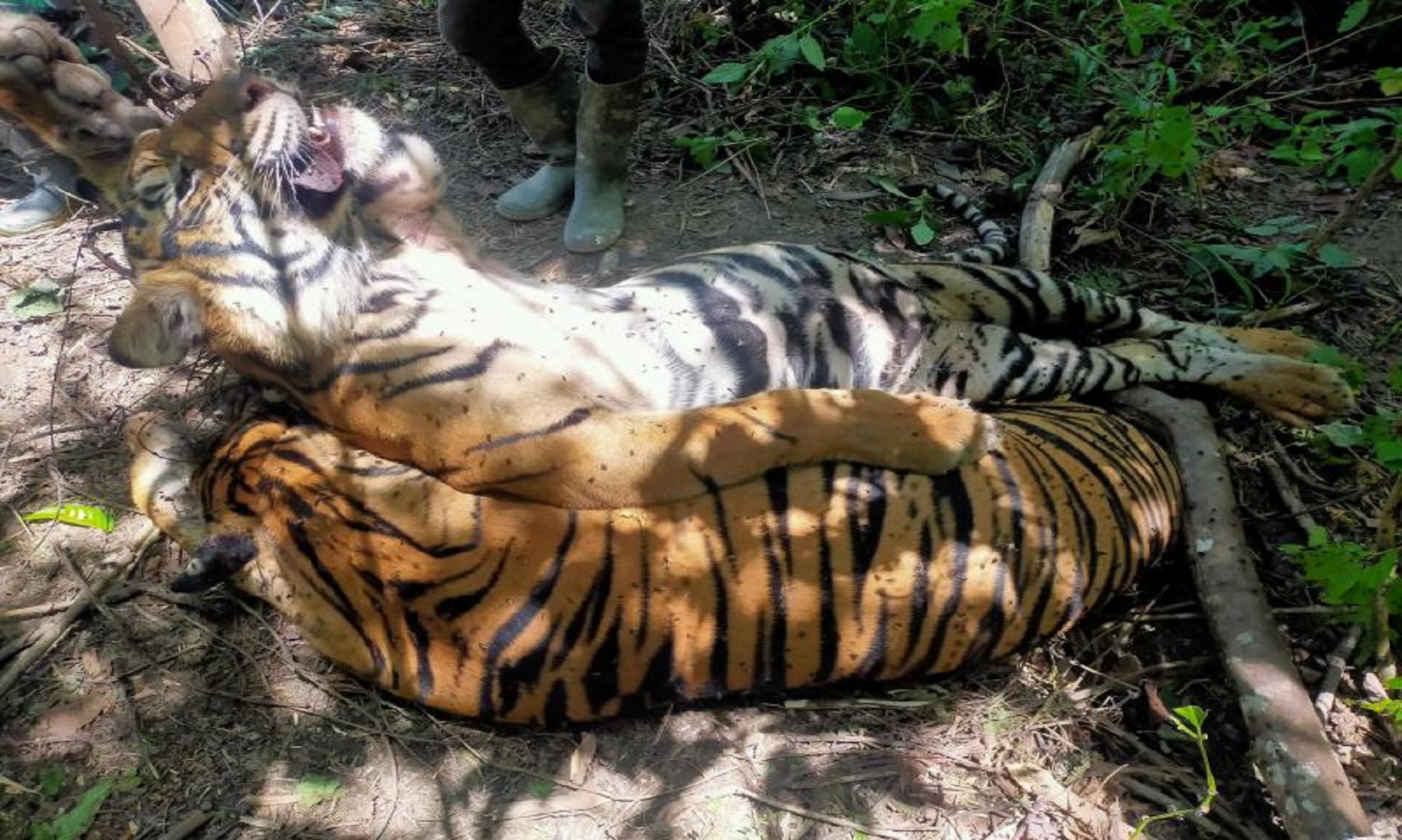 Three Critically Endangered Sumatran Tigers Found Dead In Snares In Indonesia