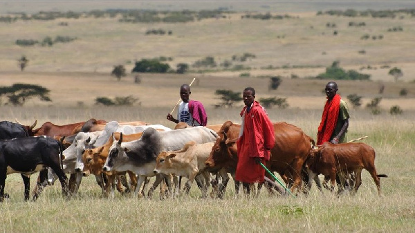 Nigeria: Suspected herdsmen kill 12 villagers in plateau community to avenge death of poisoned cattle