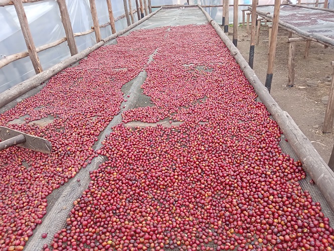 Uganda earns $80m from coffee as global prices rise